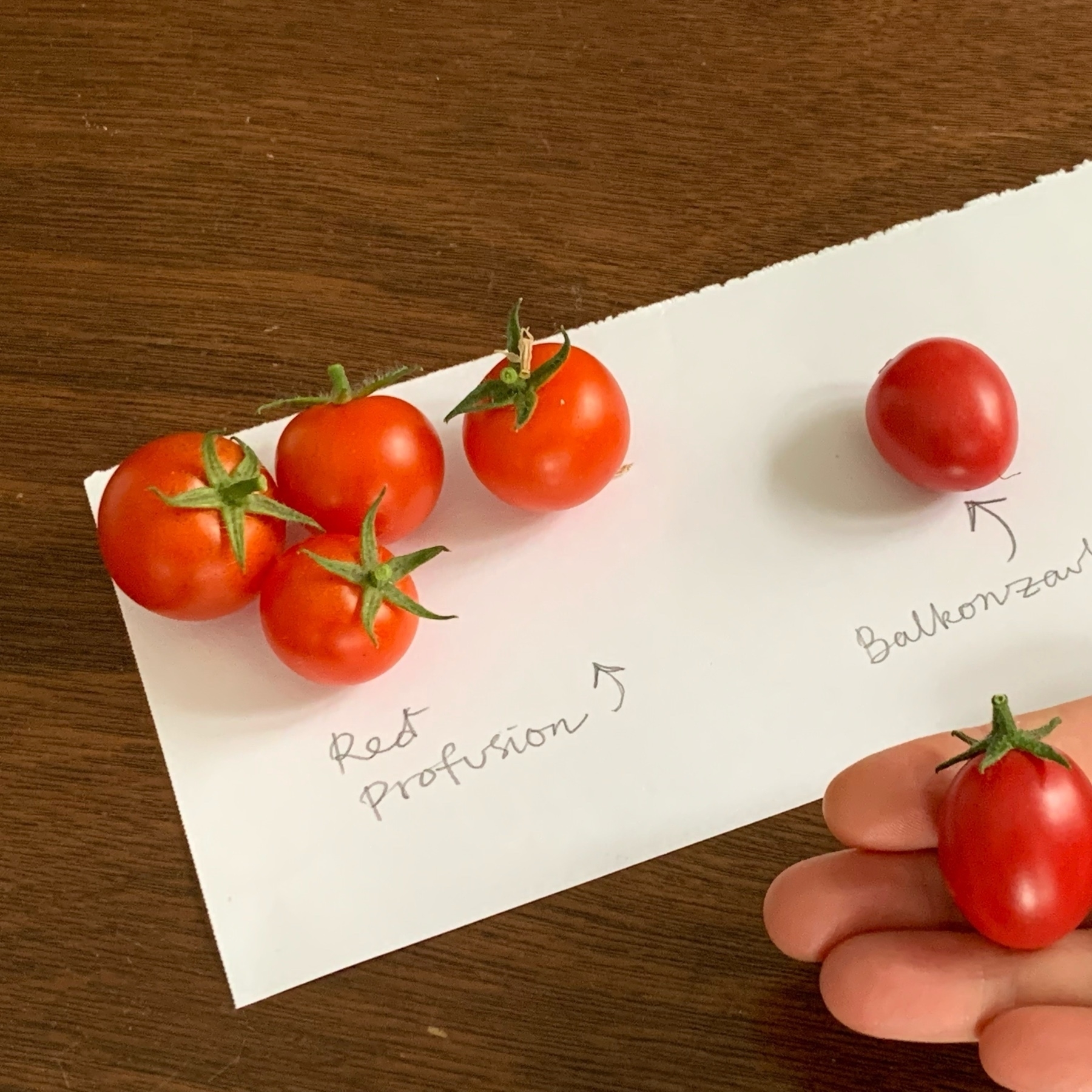 a handful of tomatoes spread out on a table and in a hand with a handwritten note next to them denoting their variety.