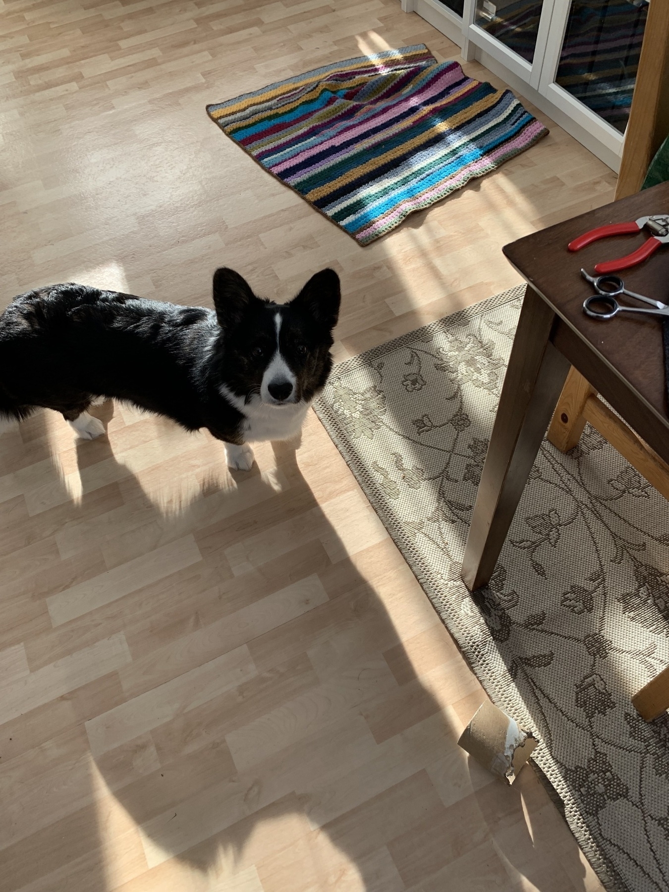 A dog (Napu) is looking at the camera, somewhat unsure. In the corner of the image a pair of scissors and a nail cutter are visible.