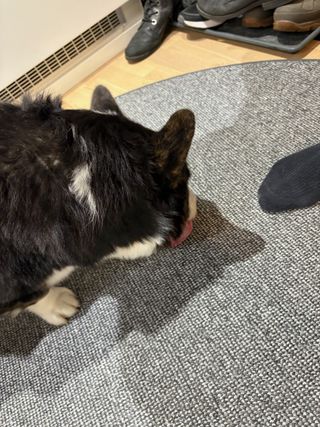 A black and white corgi cardigan licking a carpet (for some reason).
