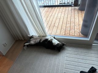 A black and white corgi cardigan lying on her back next to a balcony door.