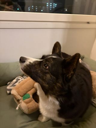 A black and white corgi cardigan sitting in her dog bed and looking to the left upper side towards something outside the frame.