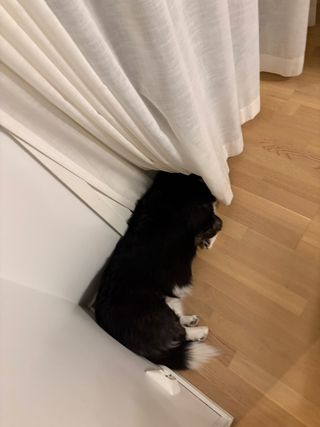 A black and white corgi cardigan photographed from above. She is sleeping with her head under a curtain.
