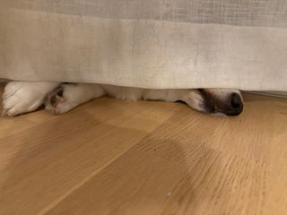 A black and white corgi cardigan sleeping underneath and behind a curtain (full of dog hair). Only her snout and her front paws are visible.