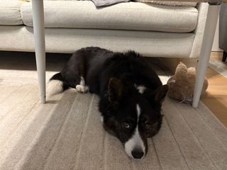 A black and white corgi cardigan lying under a couch table and watching up to the camera.