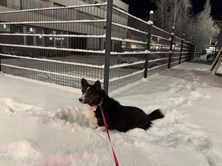 A black and white corgi cardigan walking though the snow.