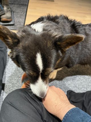 A black and white corgi sniffing a man's hand
