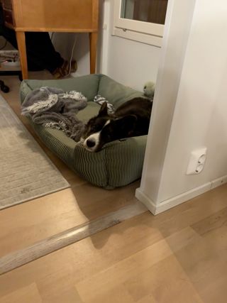 A black and white corgi cardigan lying in her bed and resting her head on its raised border while watching into the camera.
