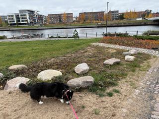 A black and white corgi cardigan sniffing the sand next to a stone. In the background there is a canal, leading through a semi-urban landscape.