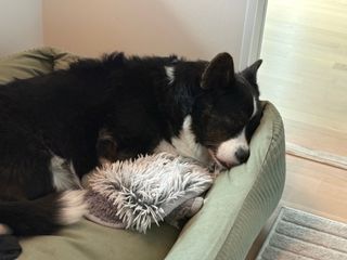 A black and white corgi cardigan sleeping with her head against the rim of her dog bed, tongue out.