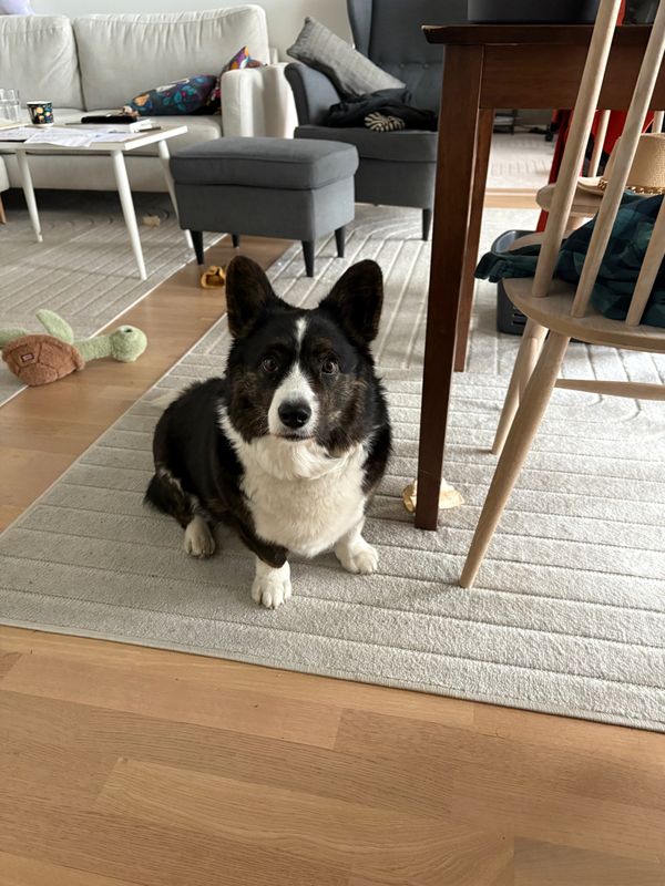 A black and white corgi looking into the camera.