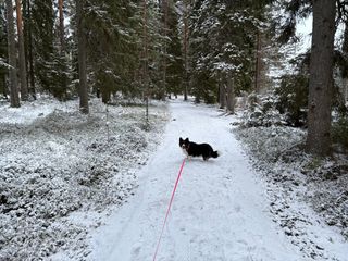 A black and white corgi cardigan standing in the middle of a hiking trail in a wintery forest.