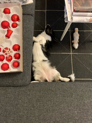 A top-down photograph of a black and white dog laying on its back, with its belly up, next to a couch.