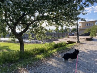 A scenic photo featuring Napu the dog, standing on a cobblestone path under a flowering tree, with the Merikoski hydroelectric power plant&#39;s dam visible in the background. The scene includes a grassy area and a bench where two people are seated, enjoying the serene environment. The dam and surrounding nature are bathed in warm, late afternoon sunlight.