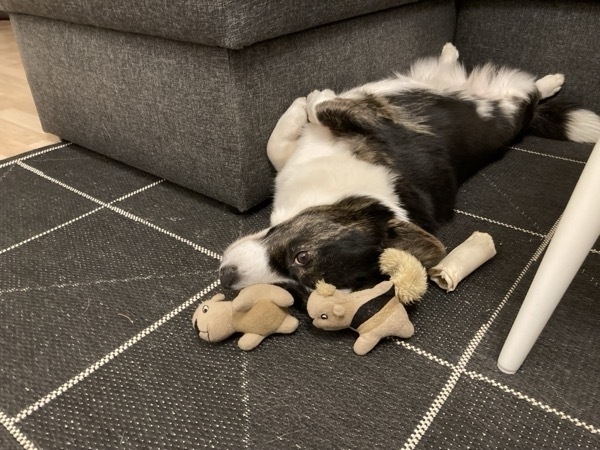 A dog is laying belly up in front of sofa. There are toys and a chewing bone next to her head. She is watching into the camera.