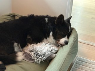 A black and white corgi cardigan sleeping with her head against the rim of her dog bed, tongue out.