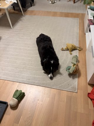 A black and white corgi cardigan lying flat on the floor next to some toys.