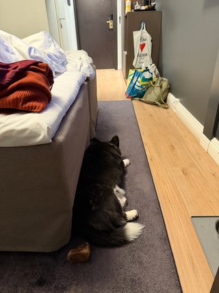 A black and white corgi cardigan sleeping in a hotel room, photographed from behind. She was clearly guarding the door, before she drifted off.