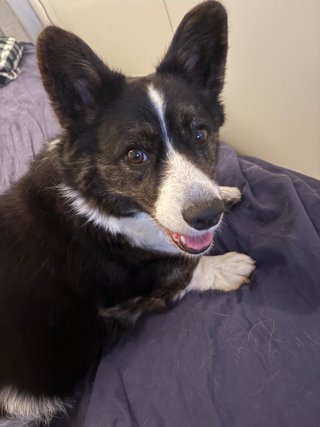 A black and white corgi cardigan looking playfully into the camera while lying on a guest bed.
