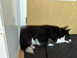 A black and white corgi cardigan sleeping right next to the front door, folded up as just short legged dogs can do.