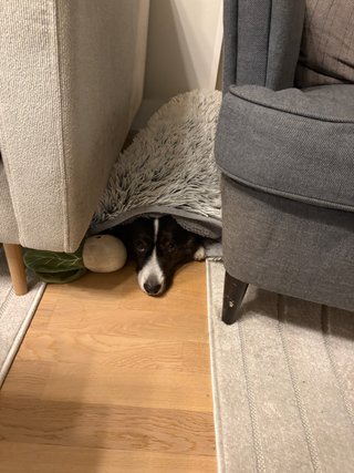 A black and white corgi cardigan lying on the floor, between a sofa and a sofa chair. She