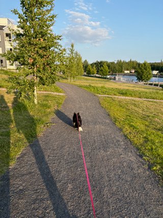 A black and white corgi cardigan walking along a little park-like area next to a canal. The sun is standing low, so you can see some long shadows of the dog guardians.