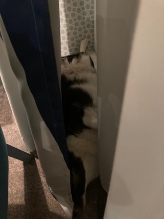 A black and white corgi cardigan sleeping on her back behind some curtains.