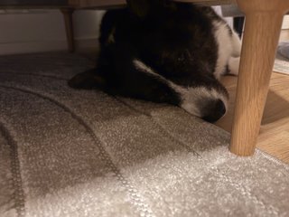 A black and white corgi cardigan lying next to - and with her head under - a couch. A couch leg is visible. Half her head rests on a carpet. She