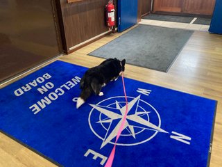 A black and white corgi cardigan walking over a carpet saying &quot;welcome on board&quot; and showing an image of a compass.