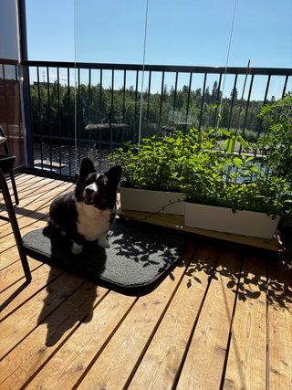 A black and white corgi cardigan sitting on her dog bed on a very sunny balcony.