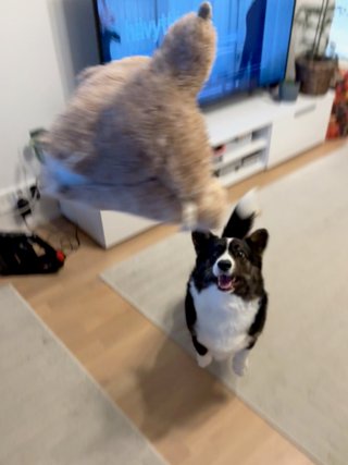 A black and white corgi cardigan jumping up towards a toy thrown at her.