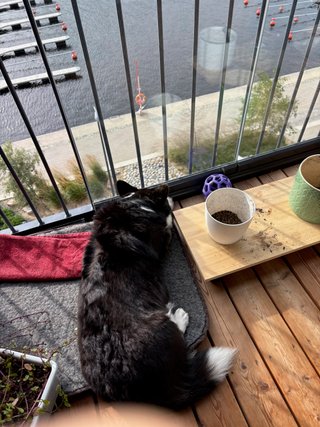 A black and white corgi cardigan sleeping on her dog bed on the balcony. There are a few empty plant pots visible and below on the ground we can see a canal.