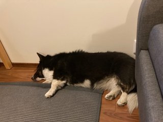 A black and white corgi cardigan lying next to a couch. Her tongue is out and she looks exhausted.