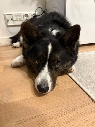 A black and white corgi cardigan lying on the floor.