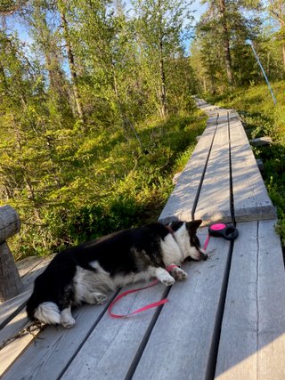 A black and white corgi cardigan lying on duckboards. She looks exhausted.