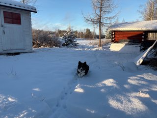 A black and white corgi cardigan running through relatively high snow towards the camera.