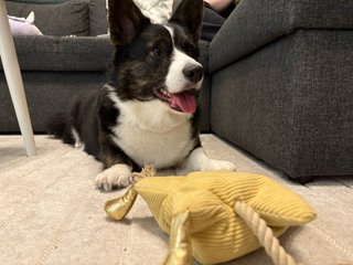 A dog lying on the floor next to a couch. In front of it is a dog toy.