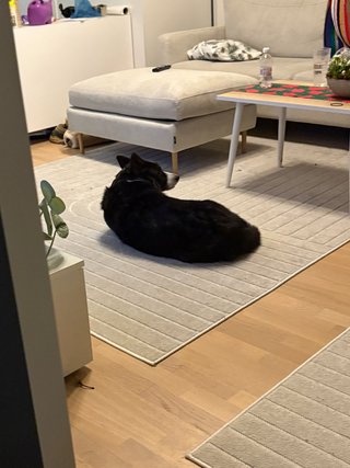 A black and white corgi cardigan lying in the middle of the room, looking over her should back towards the camera.