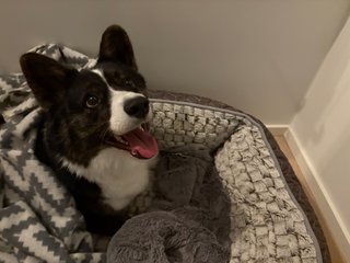 A black and white corgi cardigan sitting in her dog bed. She looks like she