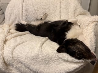 A black and white corgi cardigan relaxing with her belly up on a white blanket on an off-white couch.