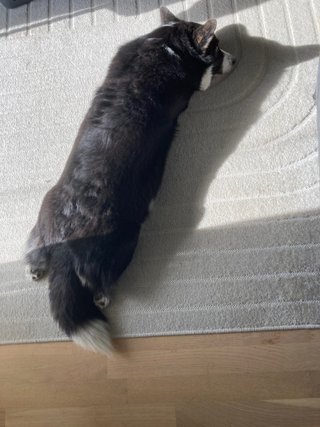 A black and white corgi cardigan lying on the floor, photographed from above and behind. The sun makes a strong shadow. Napu is watching the photographer out of the corner of her eye.
