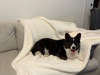 A black and white corgi cardigan lying on a blanket on a couch watching hapily into the camera.