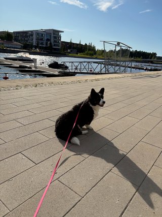 A black and white corgi cardigan sitting outside next to a canal. It