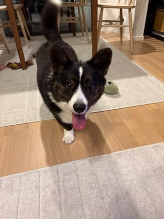 A black and white corgi cardigan walking towards the camera. The photo is somewhat unsharp.