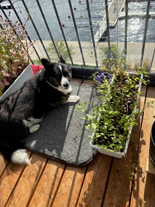 A black and white corgi cardigan lying on a dog bed on the sun flooded balcony, looking back at the camera. There are two rectangular pots of plants she