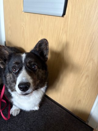 A black and white corgi cardigan standing next to the apartment door. She is already on a leash and can