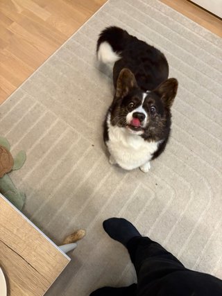A black and white corgi cardigan photographed mid-jump. She is makig a crazy face with her tongue liking her nose.
