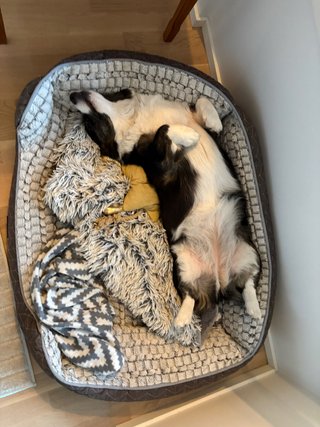 A black and white corgi cardigan sleeping in her dog bed, next to toys and blankets, showing her belly. She is shaped like a 