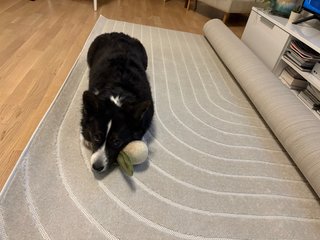 A black and white corgi cardigan lying on a half rolled out carpet, next to a dog toy.