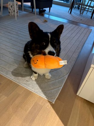 A black and white corgi cardigan sitting on the floor with an orange dog toy in her mouth. There is a smiley stitched on to the toy and Napu looks expectantly.