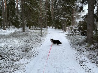 A black and white corgi cardigan standing in the middle of a hiking trail in a wintery forest.